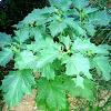 Datura, le foglie 